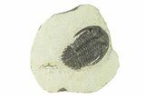 Bargain, Hollardops Trilobite Fossil - Ofaten, Morocco #287458-1